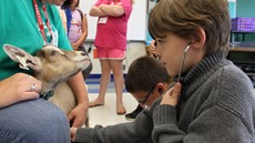 Child listening to a goat's heartbeat with a stethoscope