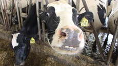 Close-up shot of a cow's face