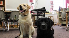 A yellow Lab sitting and black Lab lying down