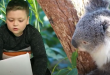 A young boy with a picture of a koala bear behind him